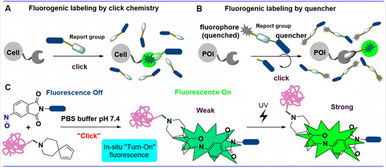 上?？萍即髮W(xué)劉佳與姜標(biāo)團(tuán)隊(duì)合作開發(fā)原位光激活生物正交偶聯(lián)反應(yīng)，推動(dòng)生物技術(shù)新突破